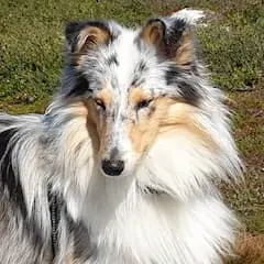 A picture of my dog